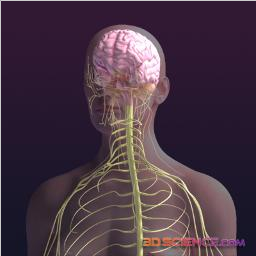 nervous system graphic